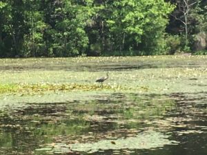 swan on lake